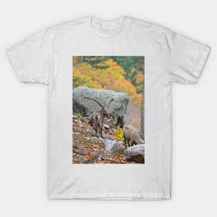 Ibex T-Shirt